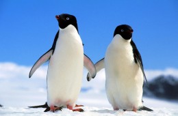 penguin couple Jule Magazine
